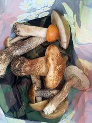 IMG-20250620-WA0008.thumb.jpg.39e49fa35c3dc1a1fbce2b18ee8ba569.jpg