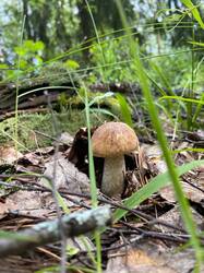 IMG-20250622-WA0010.thumb.jpg.441e848a4e39d4db6f6977c35320f814.jpg