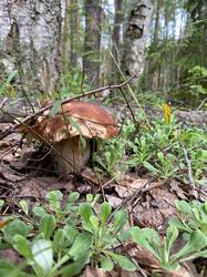 IMG-20250622-WA0016.thumb.jpg.3902b7ab4c48b67fe55176e1c75fde5b.jpg