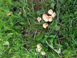 IMG-20250622-WA0023.thumb.jpg.f8a7bd0582a854d2e11b4699820799cb.jpg