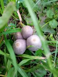 IMG-20250622-WA0024.thumb.jpg.6cfa52fed1f8dc570d67ae9e121c0987.jpg