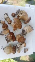 IMG-20250623-WA0006.jpg