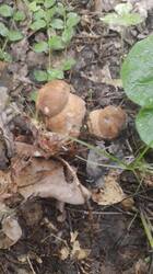 IMG-20250625-WA0004.jpg