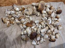 IMG-20250625-WA0035.jpg