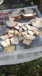 IMG-20250627-WA0000.jpg