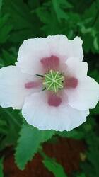 IMG-20250628-WA0000.thumb.jpeg.e1160956c3d8c1145e3e350d52b316f2.jpeg