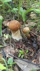IMG-20250629-WA0002.jpeg