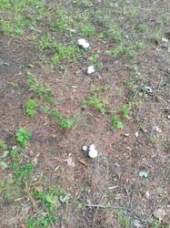 IMG-20250630-WA0000.jpg