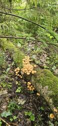 IMG-20250630-WA0023.thumb.jpg.7c7927f118c38f0e53803368c9d78f23.jpg