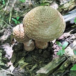 IMG20250608131335.jpg