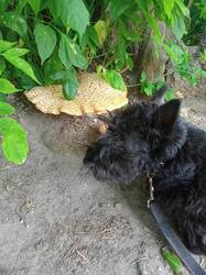 IMG20250609074608_01.thumb.jpg.297ecfd2287cf04bd0f62c413b53a7d9.jpg