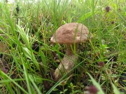 IMG20250629084834.thumb.jpg.5505d109068d180b8bc1e9d5fbd801d9.jpg