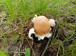 IMG20250629102436.thumb.jpg.2d772a57e148efcfba6681b7b8a12b17.jpg