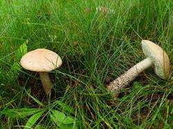 IMG20250629102747.thumb.jpg.5fd6365f5b740532ef7fcf05c69767d4.jpg