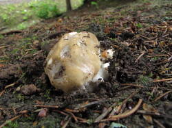 IMG_0252.thumb.JPG.8c94716ba235bd7dbb9ed4ec0b43a5be.JPG