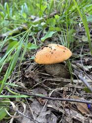 IMG_0684.jpeg