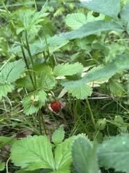 IMG_1089.jpeg