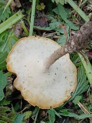 IMG_20250529_180634.thumb.jpg.e8c440d535cbf87379f0f2ac6e80d448.jpg