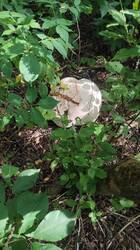 IMG_20250601_160018.jpg