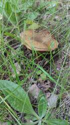 IMG_20250602_180022.jpg