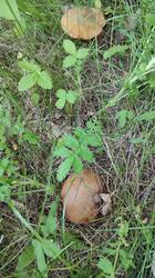 IMG_20250602_181928.jpg