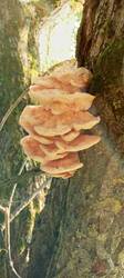 IMG_20250605_185602_570.thumb.jpg.310d99f7d601b66681a6ac8247874895.jpg