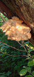 IMG_20250605_190458_508.thumb.jpg.06e81c53387eb18be85f5f5e40f38eda.jpg