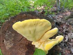 IMG_20250607_073438_301.thumb.jpg.f2beecf57167c950986ffc2b9ec1a330.jpg