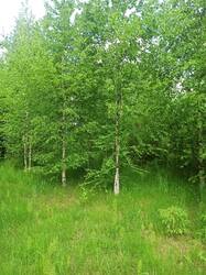 IMG_20250608_131812.jpg