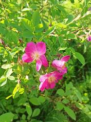 IMG_20250608_152059.jpg
