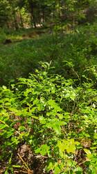IMG_20250609_144625.jpg