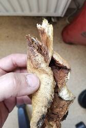 IMG_20250611_091053.thumb.jpg.d2171d1136a26e462401164c63f47066.jpg