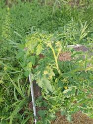 IMG_20250611_182850.jpg