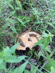 IMG_20250612_064225.jpg