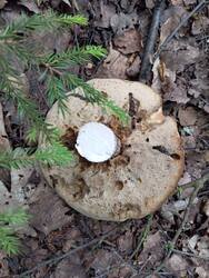 IMG_20250612_065735.jpg