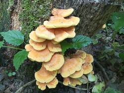 IMG_20250612_150904_339.thumb.jpg.8e933a565b369368ef849758bbda6f36.jpg