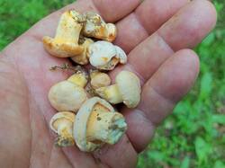 IMG_20250612_154308_862.thumb.jpg.8b1fcf42626a651b6101a2c8b30e9302.jpg