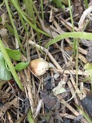 IMG_20250612_154542.thumb.jpg.123cb88ca989344ba8cbb3d8f3b392a9.jpg