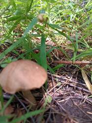 IMG_20250613_123915.jpg