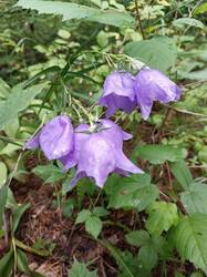 IMG_20250614_143252.jpg