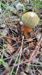 IMG_20250614_160221.jpg