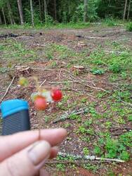 IMG_20250615_072855.jpg