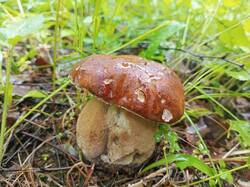 IMG_20250615_110624_676.thumb.jpg.f753cc1fc2a56ac2858bd137f1434c59.jpg