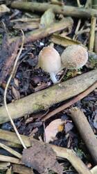 IMG_20250615_172109.jpg