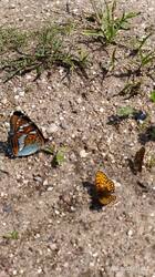 IMG_20250616_114208.jpg