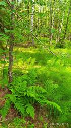 IMG_20250616_121230.jpg