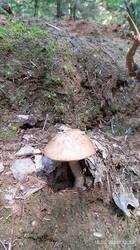 IMG_20250616_125337.jpg