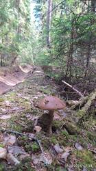 IMG_20250616_125358.jpg