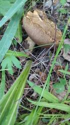 IMG_20250616_164535.jpg
