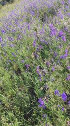 IMG_20250616_171607.jpg